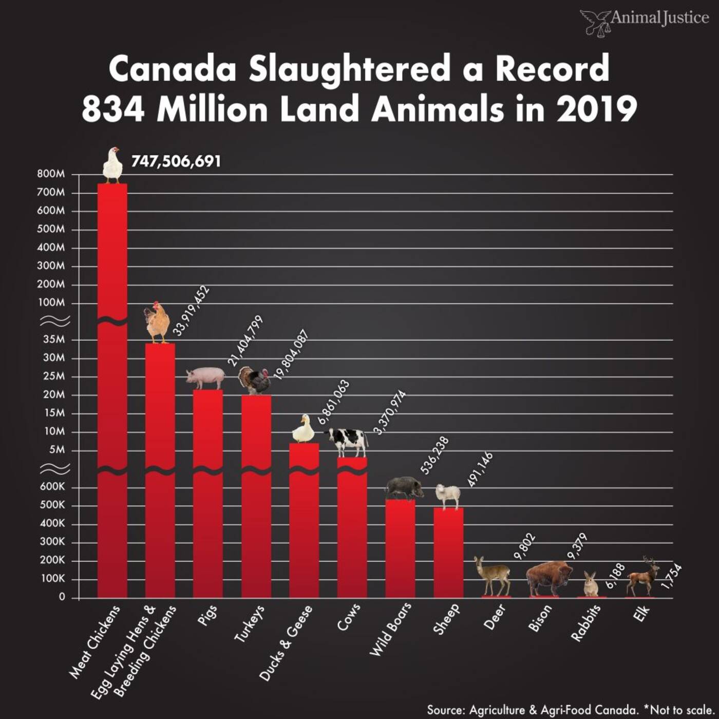 animal rights in canada